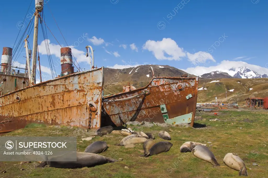 Elephant Seal Pups and Shipwrecks