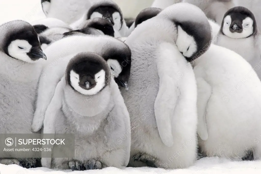 Emperor Penguin Chicks in Creche