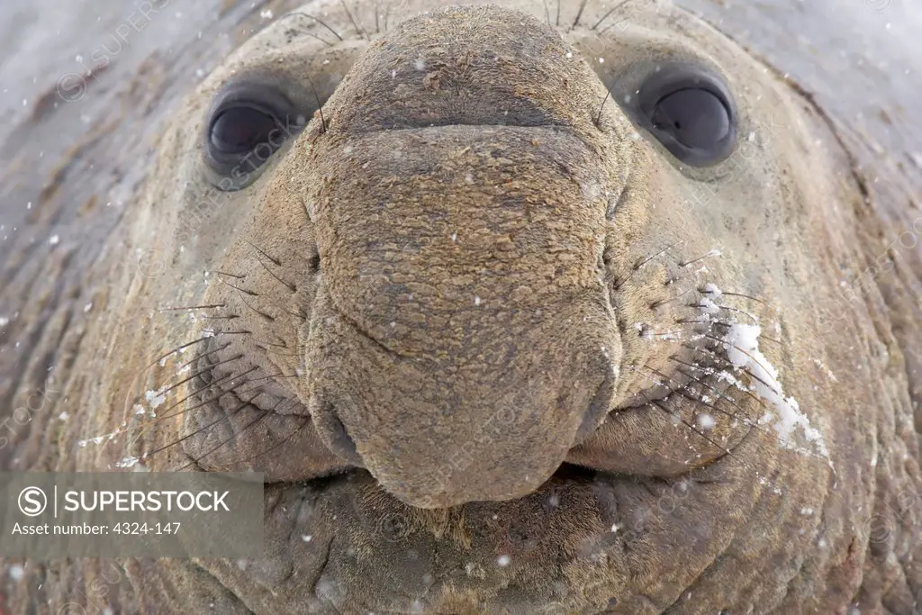 Face of Southern Elephant Seal