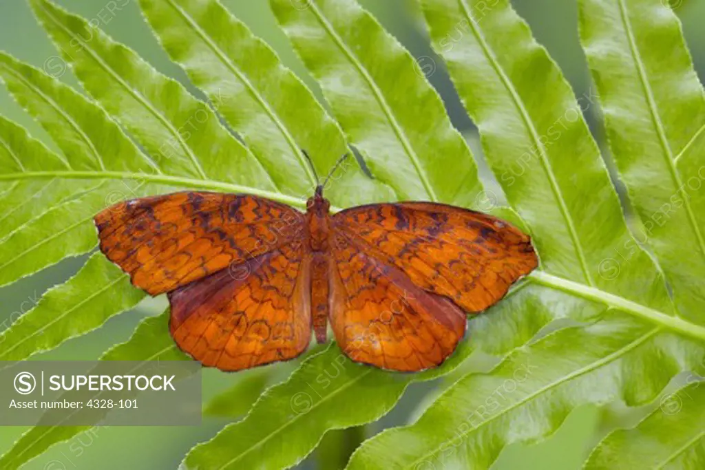 Angled Castor Butterfly