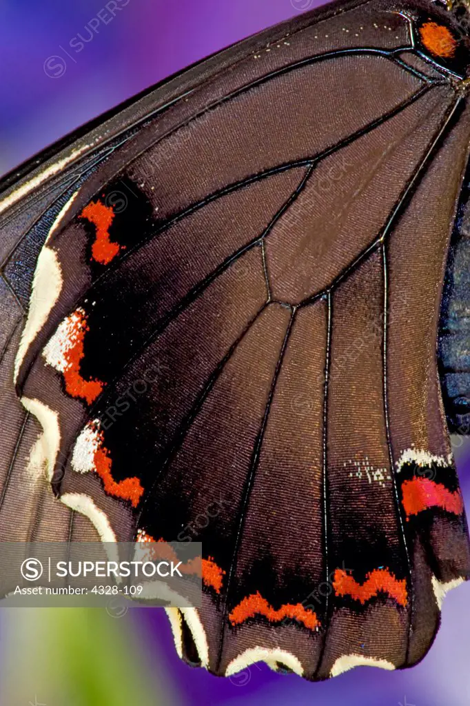 Wings of Gold-rim Swallowtail Butterfly