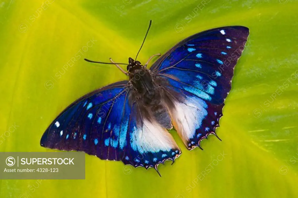 Violet-Spotted Charaxes