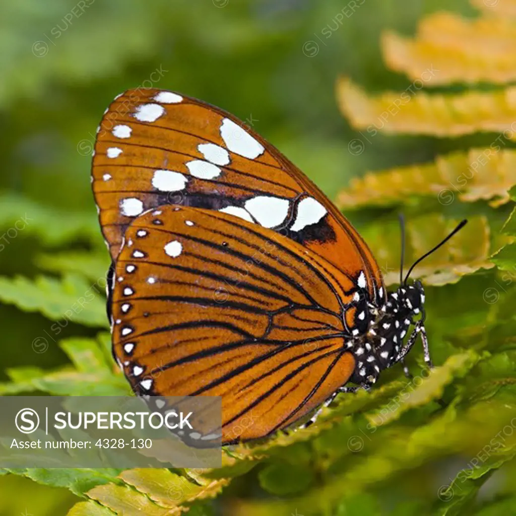 Euxanthe tiberius Butterfly
