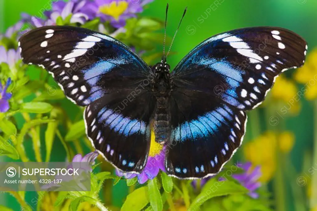 Black-Tipped Diadem Butterfly
