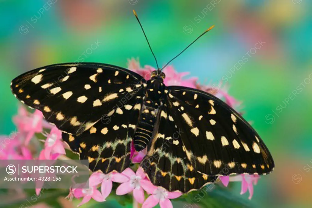 Female Archduke Tropical Butterfly