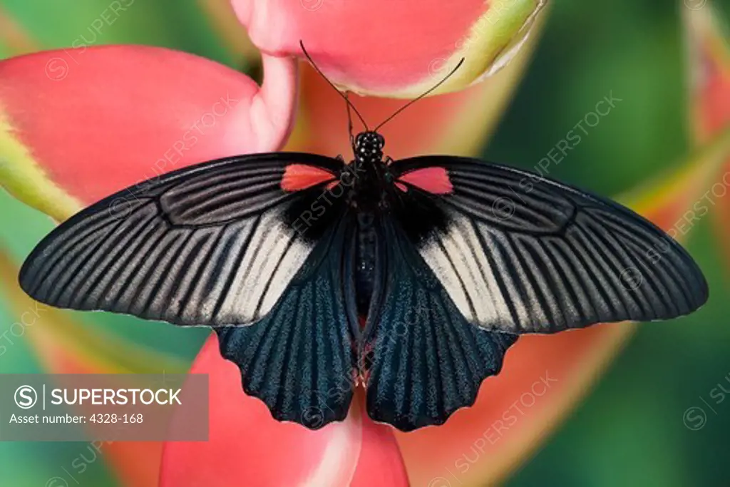 Female Great Mormon Butterfly