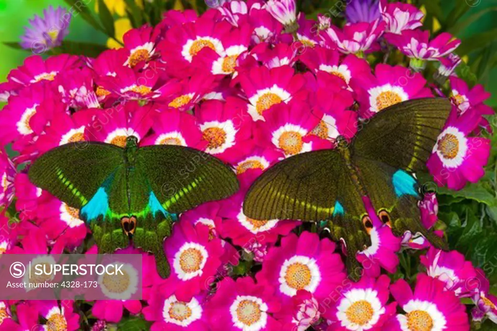 Pair of Paris Peacock Swallowtail Butterflies