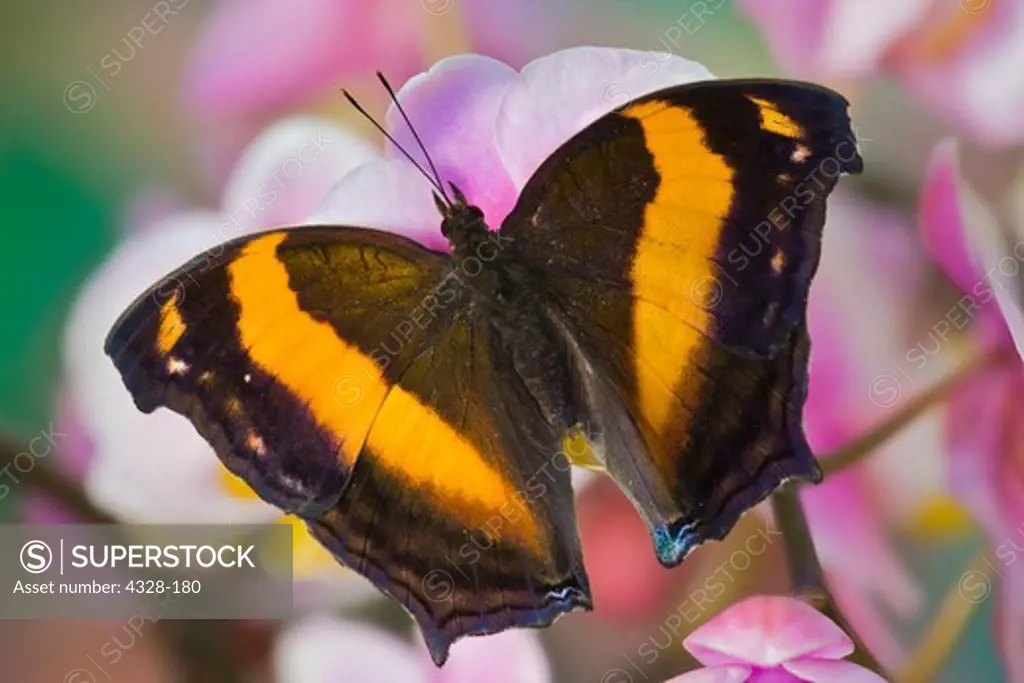 Australian Lurcher Butterfly
