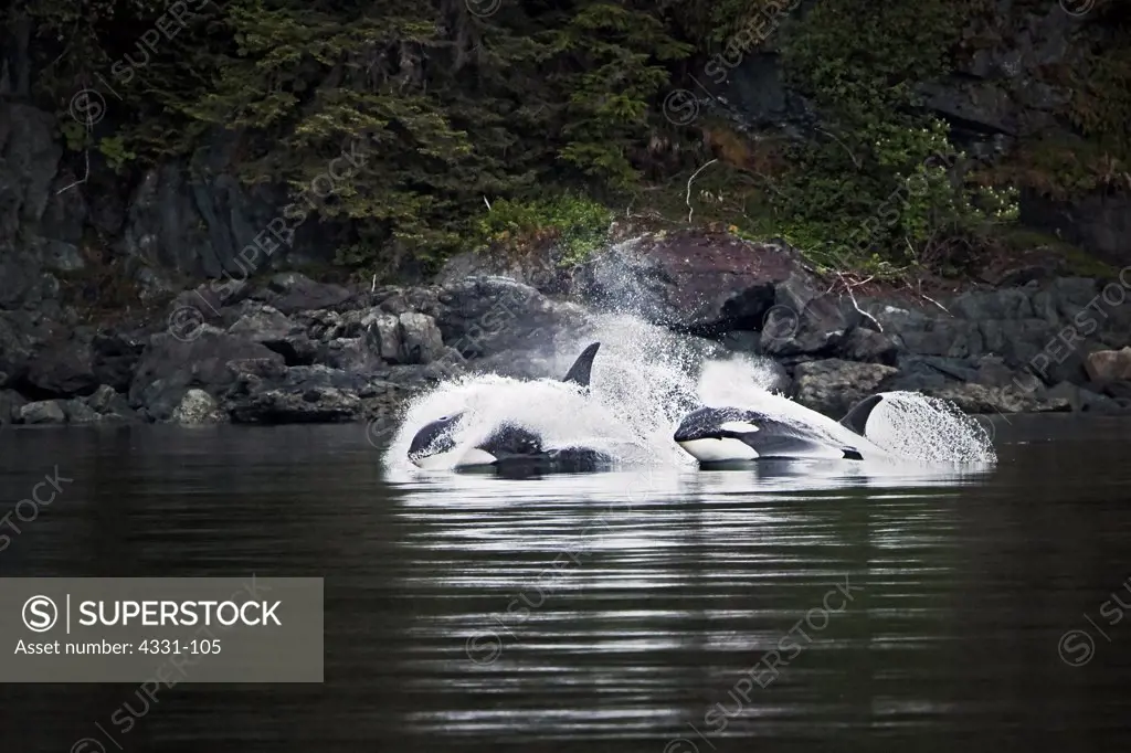 Two orcas cruise away from the group, vigorously hunting king salmon. They are part of was a large pod, or group,  of resident killer whales off of Juneau, on Alaska's rocky coastline.
