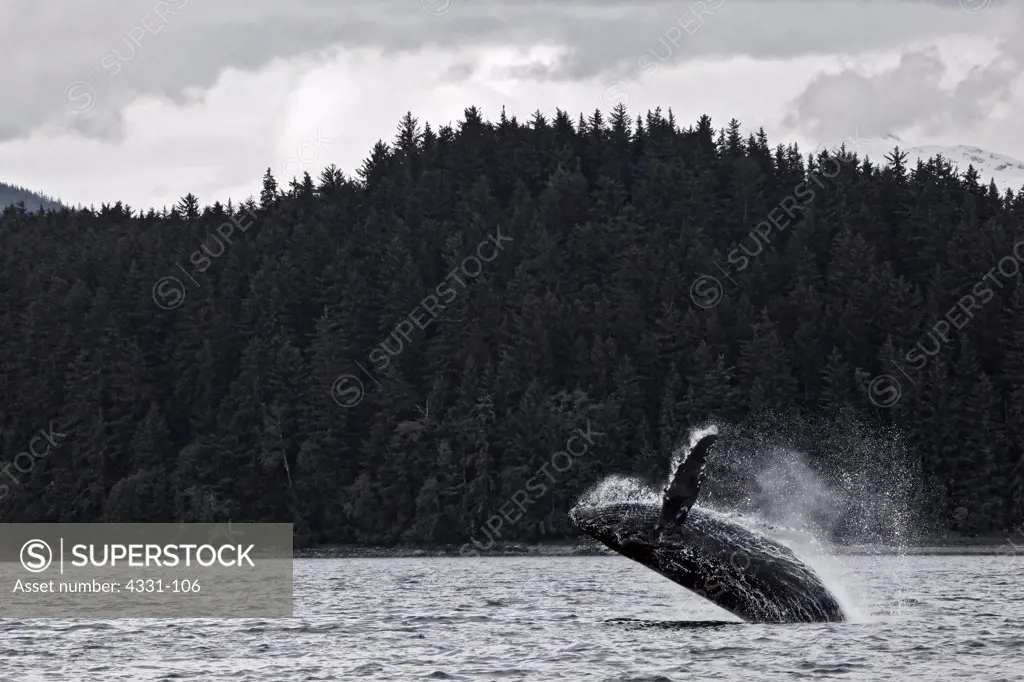 A humpback whale leaps into the sky with Coglan Island in the background. This young humpback whale breaches for the twentieth time within a period of 30 minutes. Spray rises sharply into yet another bleak weather day in Juneau, Alaska. The whale flings its 15 foot pectoral fins into the sky.