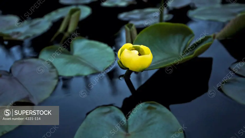 Surrounded by lily pads in a temperate rainforest muskeg, a lone yellow water lily springs out of the darkness.