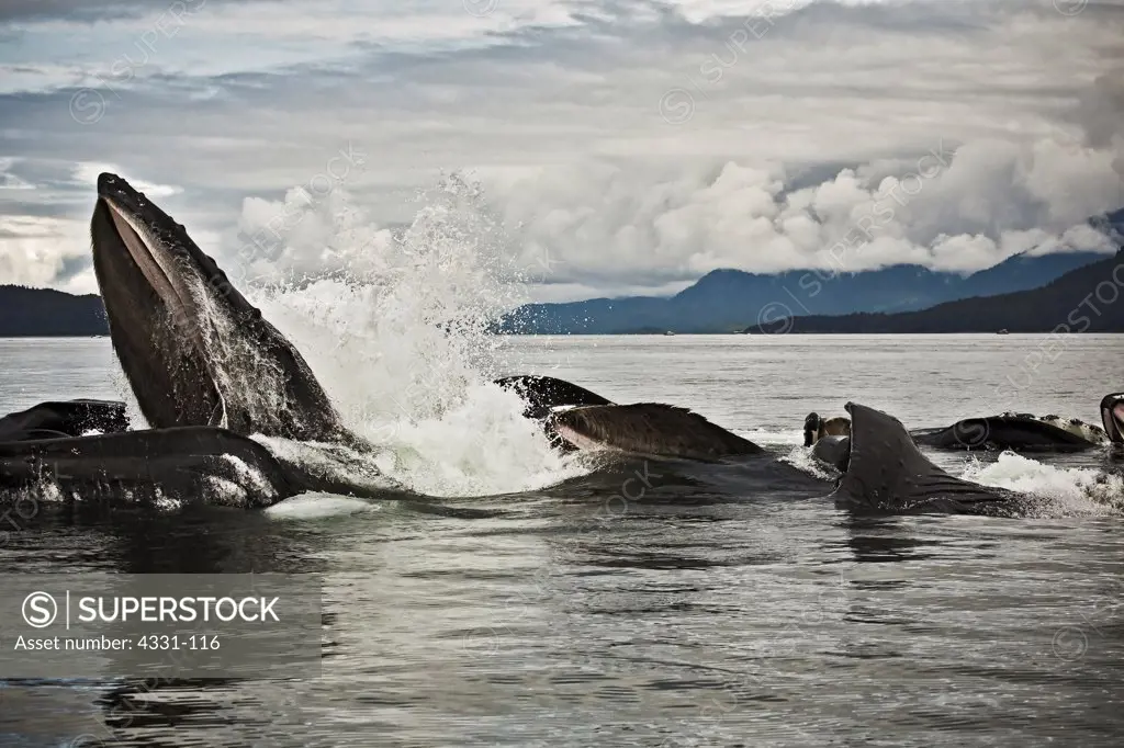A large group of humpback whales flashes out of the water with mouths wide open. Every summer off the coast of southeast Alaska, humpback whales come to feed. Sometimes they demonstrate bubble net feeding. This is a group feeding technique that is typically only seen off these coasts.