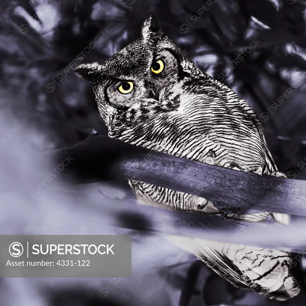 In Goleta, California, there are many eucalyptus trees that the great horned owls like to perch in. They seem to enjoy being up high in the tree for the better vantage point of prey. However, for three days straight one April the wind was howling so the owls had to stay low in the trees.