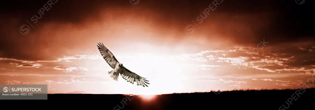 This red-tailed hawk soars at high altitudes along a flat patch of western Idaho.