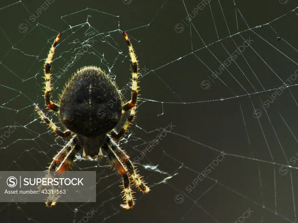 The orb weaver spiders can be found just about everywhere in the foothills of Santa Barbara, California. Its web seemed to have been tampered with, either by wind or human interaction. The family of orb weavers is the third largest in the world.