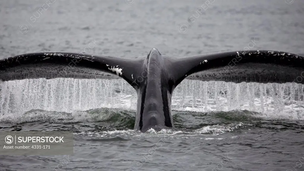 A humpback whale dives, revealing the strongest muscles in the animal kingdom.