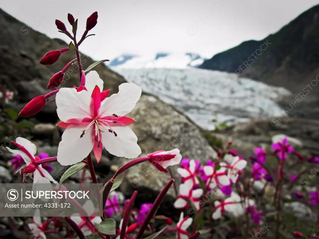 Rare albino dwarf fireweed with the Mendenhall Glacier in the background nearJuneau, Alaska.