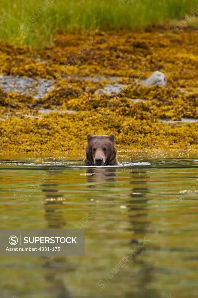 A young brown bear plays in the salt water of Angoon Harbor, Alaska.