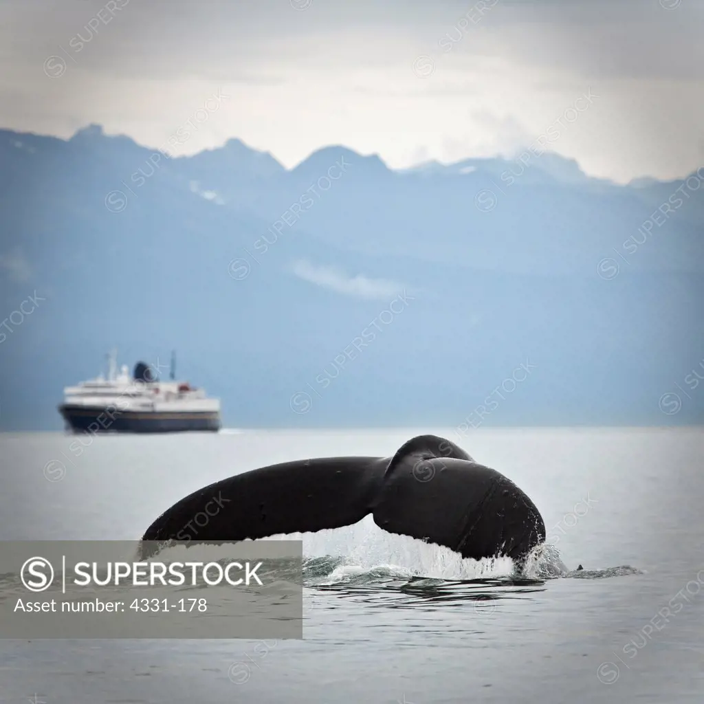 A humpback whale dives with the Alaska State Ferry in the background.