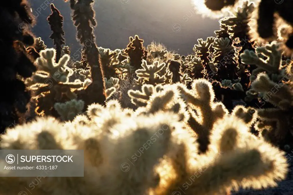 Cholla Cactus Garden Shines Brightly in the Afternoon Sun