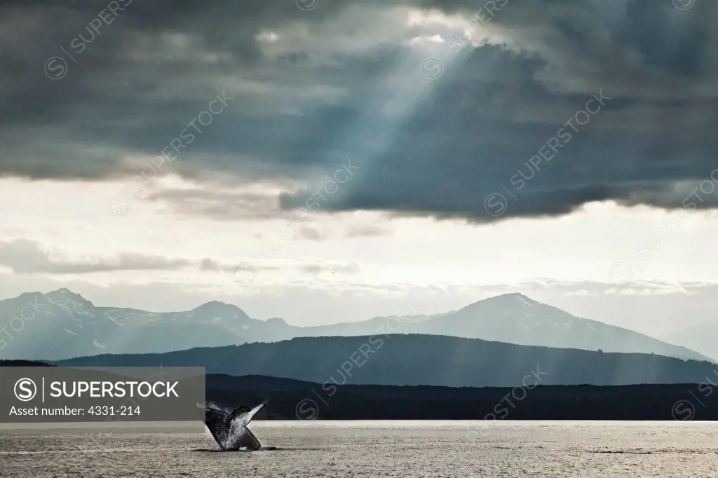 A young humpback whale (Megaptera novaeangliae) breaches with its flukes wide open. Admiralty Island is in the background and holds one of the densest population of brown bear in the world. The ray of light sneaking through the clouds is referred to as a 'sucker hole'.