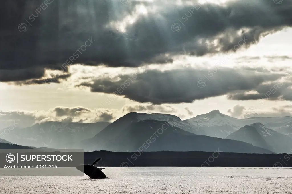 A young humpback whale breaches with its flukes wide open. Admiralty Island is in the background and holds one of the densest population of brown bear in the world. The ray of light sneaking through the clouds is referred to as a 'sucker hole'.