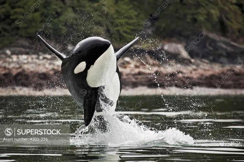 A male orca can be identified easily by its tall and straight dorsal fins. The females have significantly smaller dorsal fins with a bit of a curve. This killer whale, part of the Delphinidae family, began to swim toward a whale watching boat and breach once. It then crashed back into the sea and swam back to its pod of residents who were rounding up salmon for a feast.