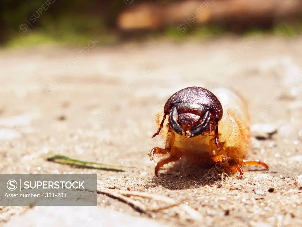 An Insect Crawls Along a Dirt Trail in Peru