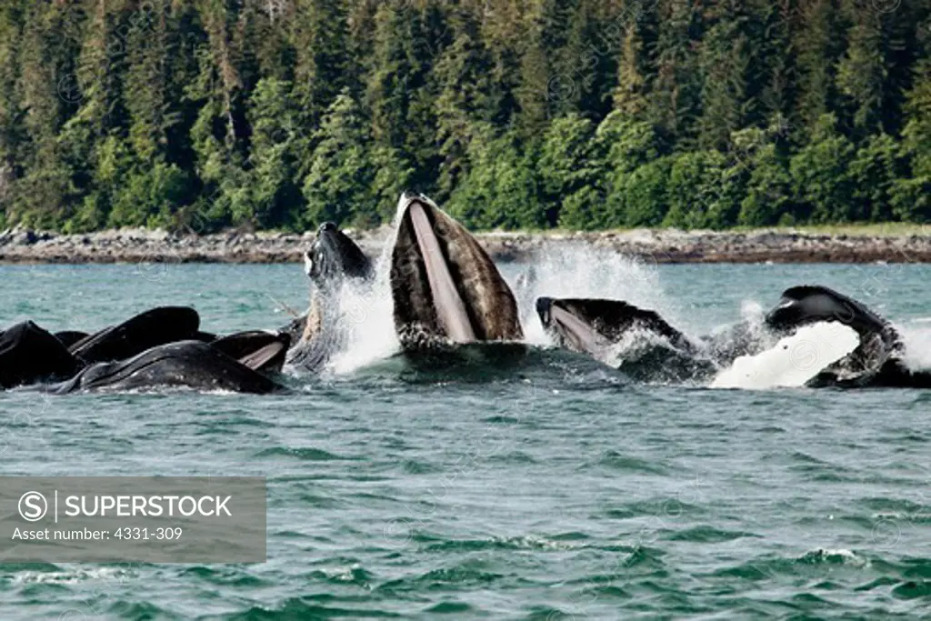 USA, Alaska, Group of humpback whales feeding on herring in waters of Southeast Alaska