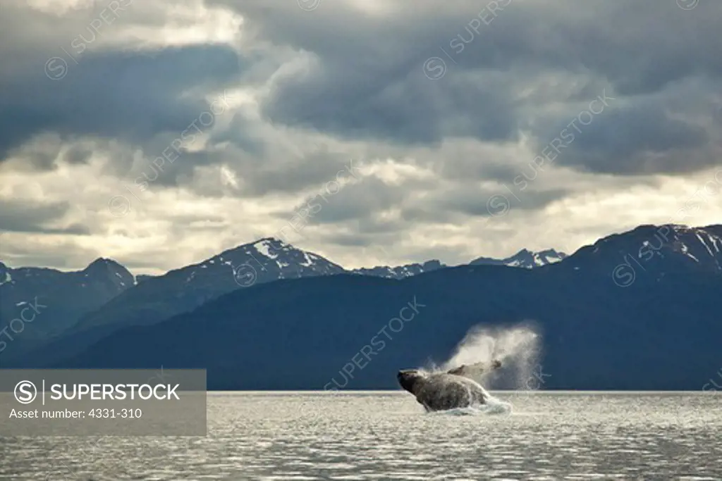 USA, Alaska, Humpback whale breaching into air