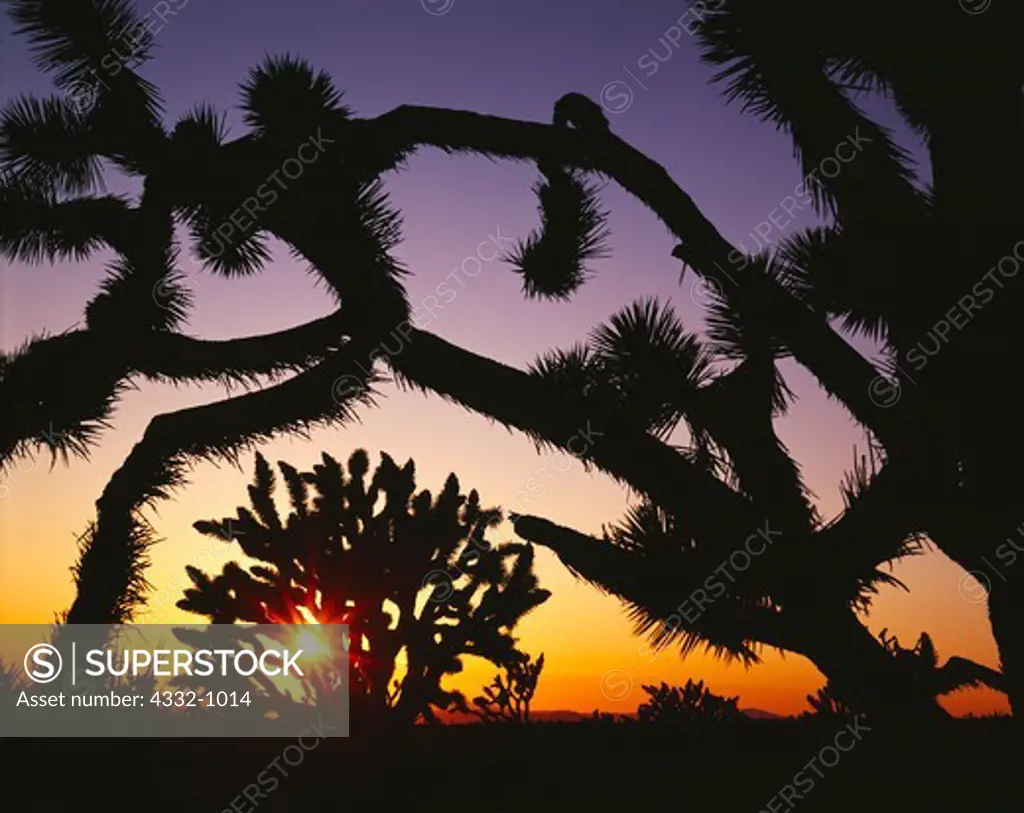Sun setting through Joshua Trees, Yucca brevifolia, along the Mojave Trail east of the Cinder Cones, Mojave National Preserve, California.