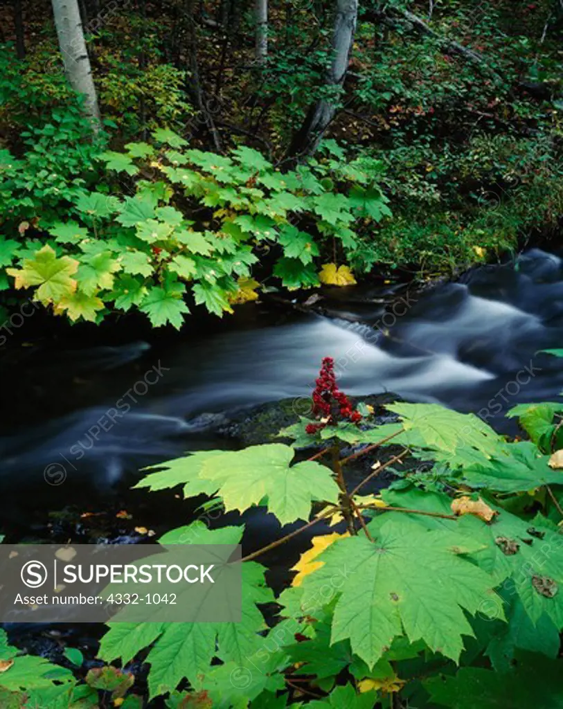 Cottonwood Creek flowing between banks with foliage of Devil's Club, Echinopanax horridum, Matanuska Valley, Alaska.