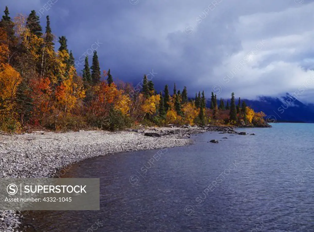 Autumn shoreline of Telaquana Lake, white spruce, Kenai birch, willows and alder boreal forest along shore, Lake Clark National Preserve, Alaska.
