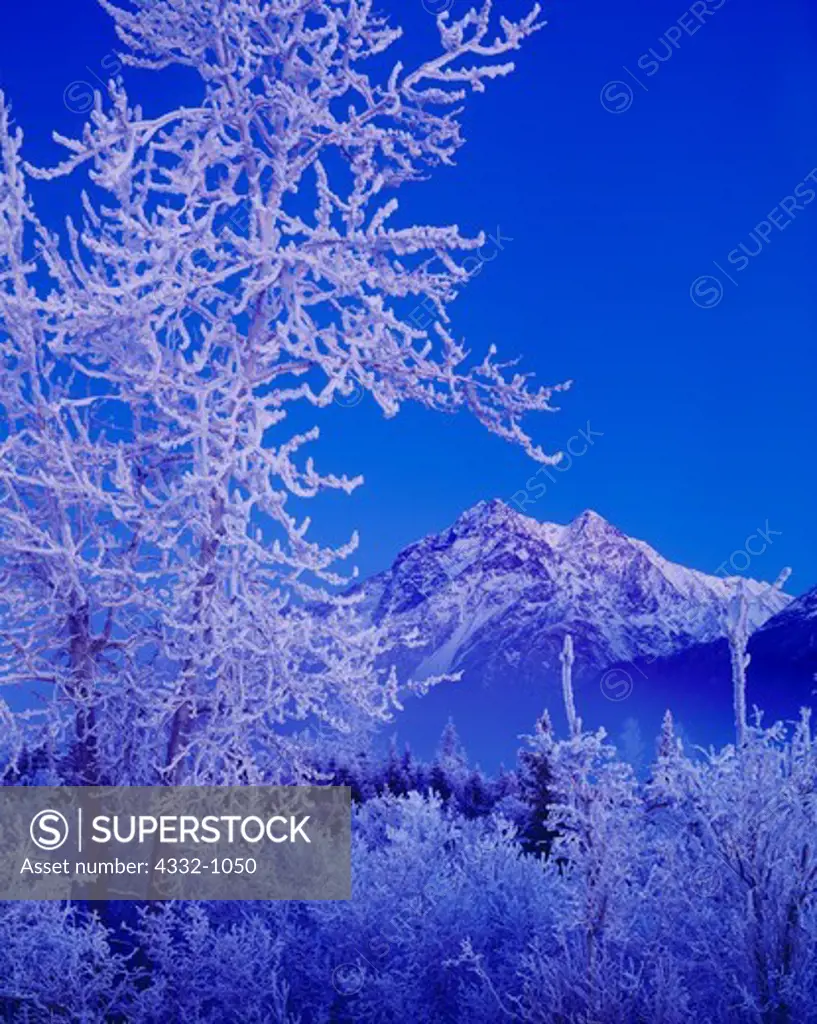 USA, Alaska, Knik River Valley, Chugach Mountains, Winter dusk descending over Pioneer Peak and rime ice covered boreal forest