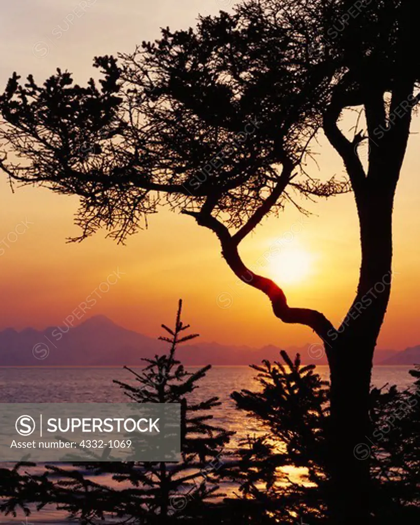Sitka Spruce silhouetted by setting sun to the north of Iliamna Volcano across Cook Inlet, Anchor River State Recreation Area, Kenai Peninsula, Alaska.