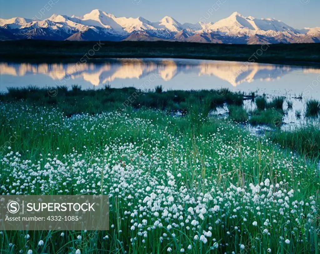 Arctic cotton grass, Eriophorum scheuchzeri, tundra pond and mountains of the Alaska Range, Denali National Park, Alaska.