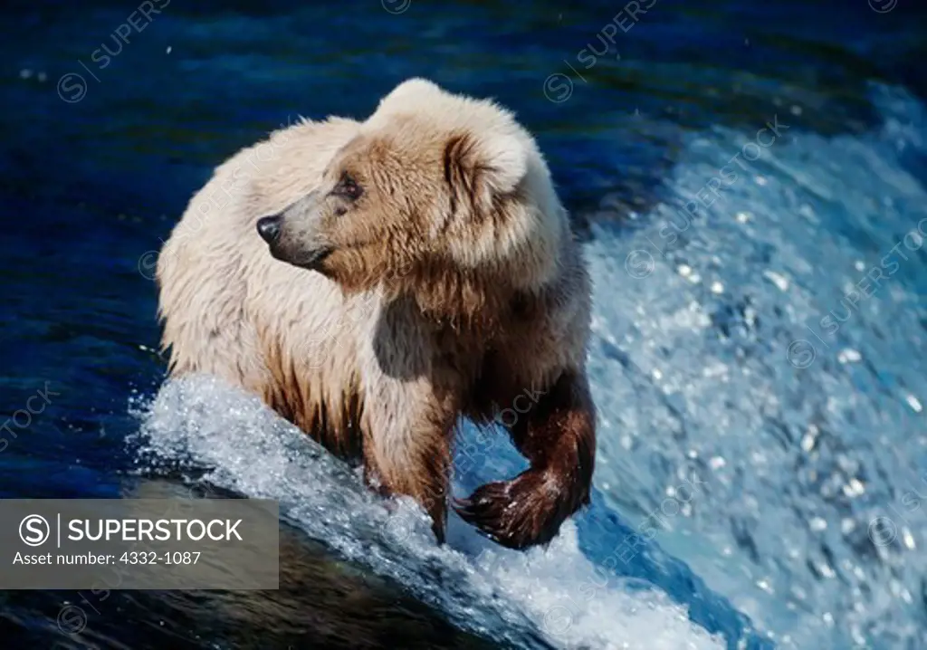 Blond Brown Bear or Grizzly Bear, Ursus Arctos, fishing for salmon, brink of Brooks Falls, Katmai National Park, Alaska.