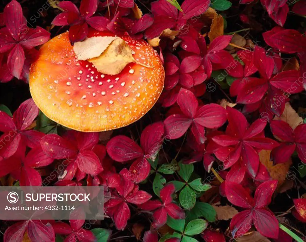 Fly agaric, Amanita muscaria, the toadstool of fairy tales, growing among autumn leaves of bunchberry, Cornus canadensis, Matanuska Valley, Alaska.