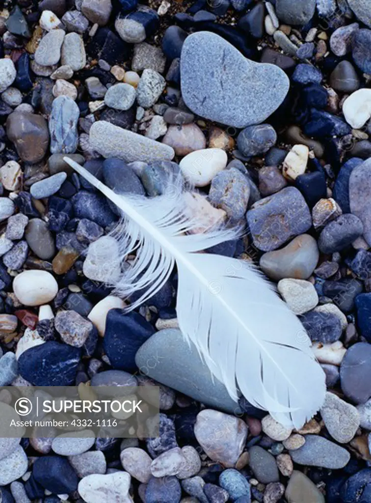 Glaucous gull feather on rocky Arctic Ocean beach near Kiligmak Inlet, Cape Krusenstern National Monument, Alaska.