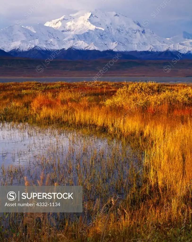 Autumn colors along tundra pond with McKinley Bar and 20,320 foot Denali or Mount McKinley beyond, Denali National Park, Alaska.