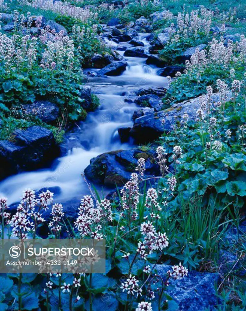 Alaska boykinia or bear flower, Boykinia Richardsonii, along Hope Creek, Lake Clark National Park, Alaska.