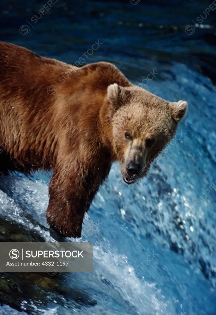 Blond Brown Bear or Grizzly Bear, Ursus Arctos, fishing for salmon, brink of Brooks Falls, Katmai National Park, Alaska.