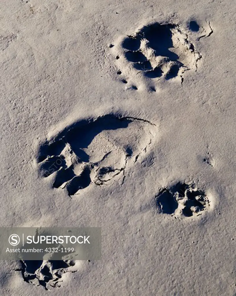 Wolf and grizzly bear tracks on mudflats of the Copper River north of the mouth of the Uranatina River, Alaska.