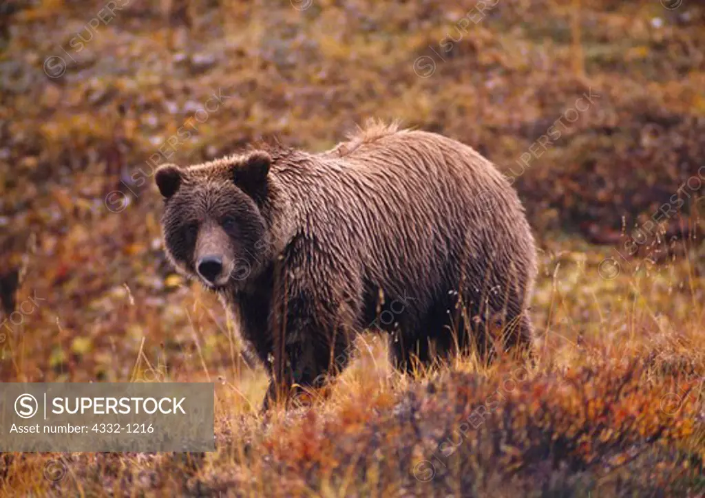 Grizzly Bear sow, Ursus arctos, walking in autumn tundra, Denali National Park, Alaska.
