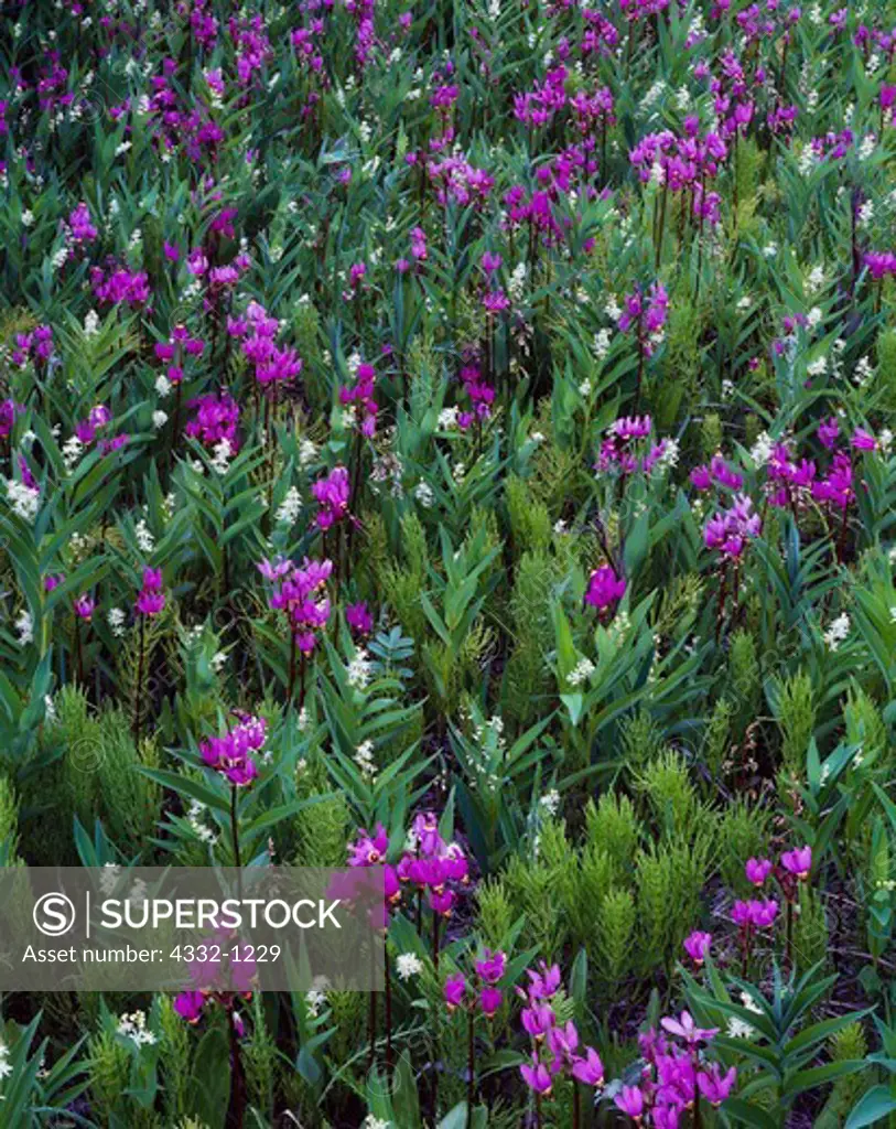 Spring bloom of Shooting Stars, Dodecatheon pulchellum, and False Solomon's Seals, Smilacina stellata, Eklutna Flats, Palmer Hay Flats State Game Refuge, Alaska.