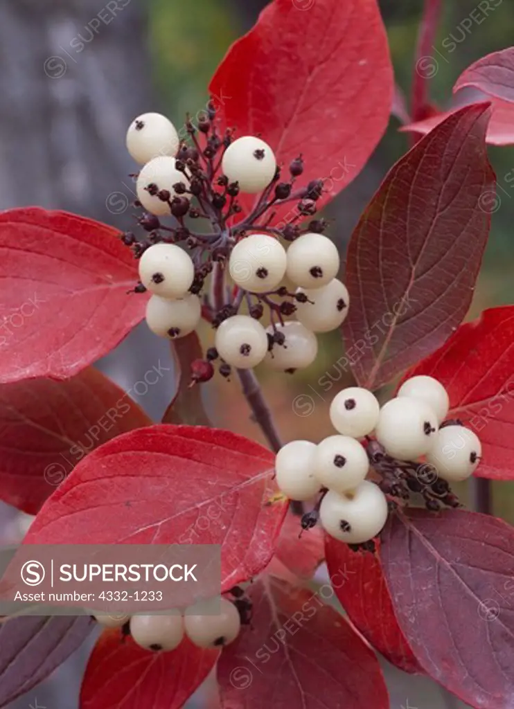White berries and autumn leaves of American Dogwood, Cornus stolonifera, growing in flood plain of the Copper River, Wrangell-St. Elias National Park, Alaska.