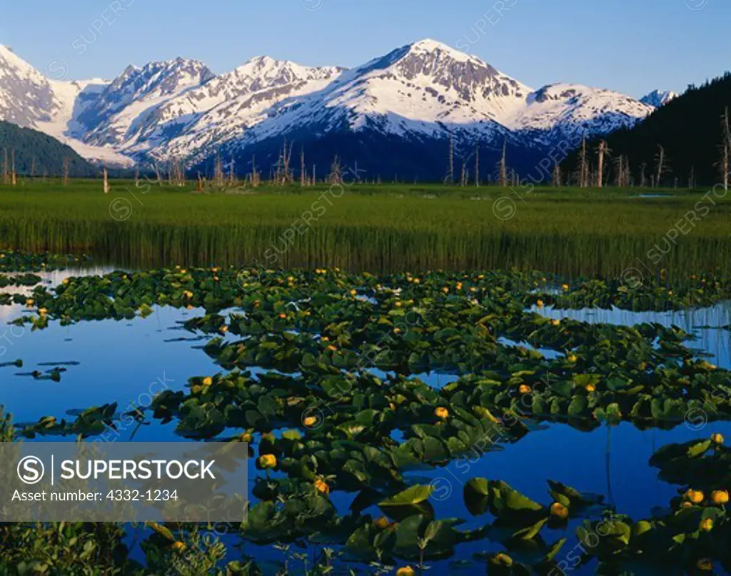 Yellow pond lily, Nuphar polysepalum, blooming in pond, Placer River Valley with Skookum Glacier and Kenai Mountains beyond, Alaska.