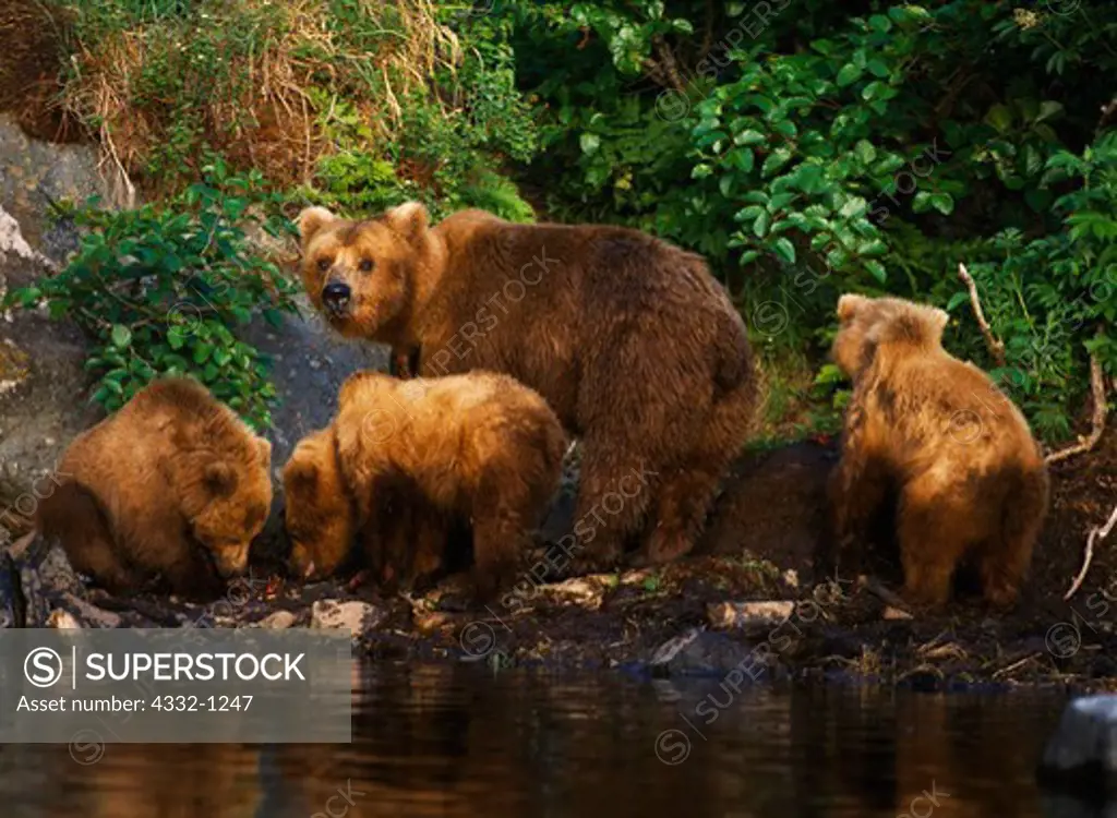 Brown bear sow with cubs fishing for salmon at mouth of Wolverine Creek into Beaver Lake of Big River Lakes, Redoubt Bay State Critical Habitat Area, Alaska.