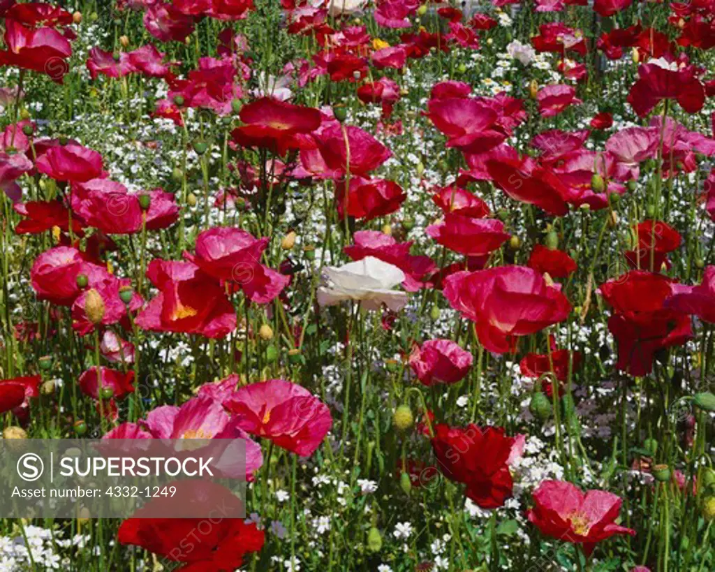 Field Poppy, Papaver rhoeas, and Baby's Breath, Gypsophila paniculata, annuals blooming in garden at Ted Stevens Anchorage International Airport, Anchorage, Alaska.