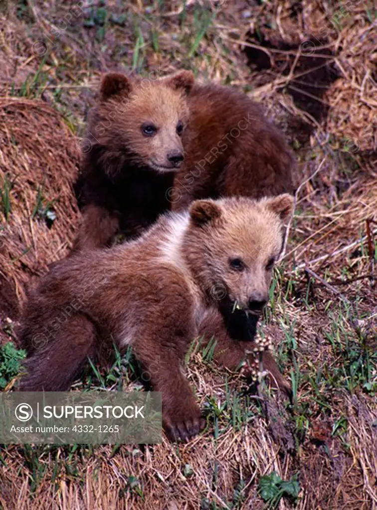 Grizzly bear cubs, Ursus arctos, experiencing their first June in Denali Ntional Park, Alaska.